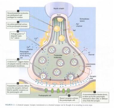 Order The Progression Of Synaptic Transmission From Beginning To End At The Neuromuscular Junction