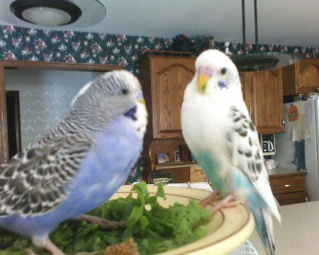 03-09-06_1311prettymerlinfood_450x3.jpg
