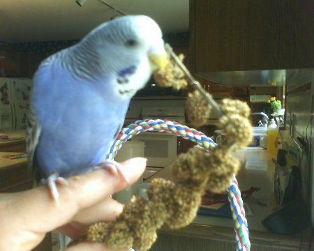 06-18-06_0916merlinmillet_450x360.jpg