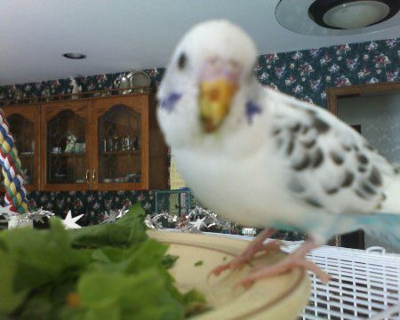 07-15-06_1437merlinfoodonface_450x3.jpg