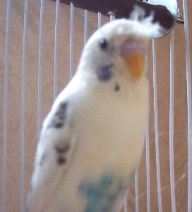 100_1100prettytuff2_272x300.jpg