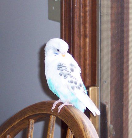 100_1304_429x450.jpg