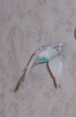 100_1465_295x450.jpg