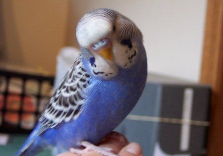 100_1488_450x315.jpg