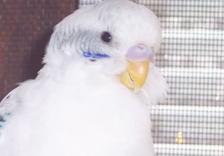 100_2549fluffycheeks2_450x313.jpg
