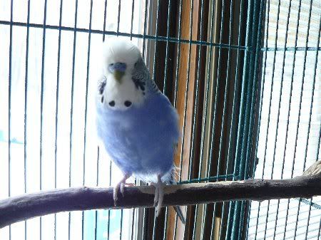 P1000045merlin_450x337.jpg