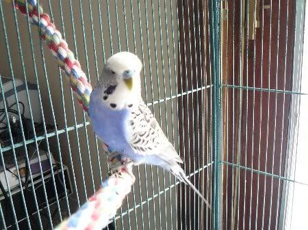 P1000052merlin_450x337.jpg