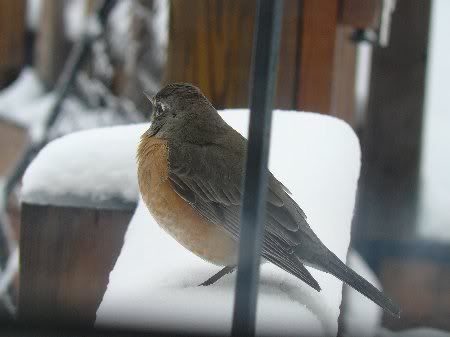 P1000069robin_450x337.jpg