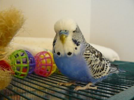 P1000127merlin38_450x337-1.jpg