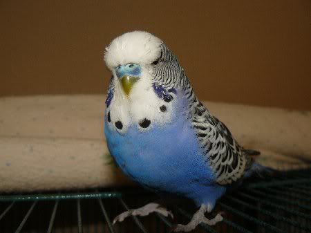 P1000131merlin38_450x337-1.jpg