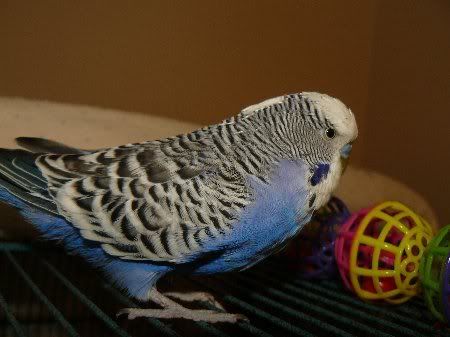 P1000138merlin38_450x337-1.jpg