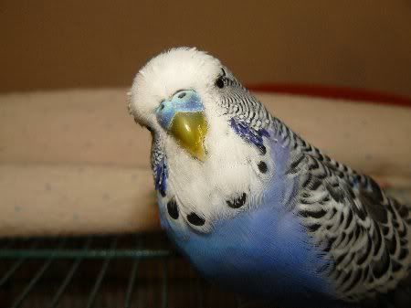 P1000144merlin38_450x337.jpg