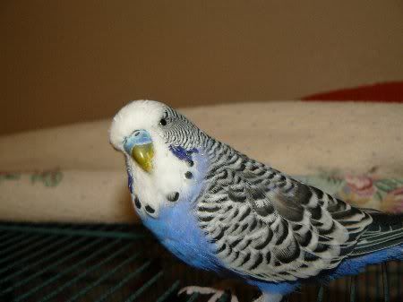 P1000147merlin38_450x337.jpg