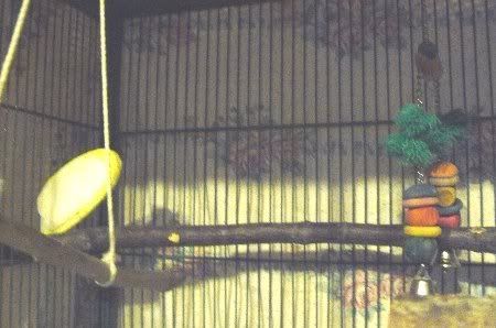 P1000168merlincage_450x298.jpg