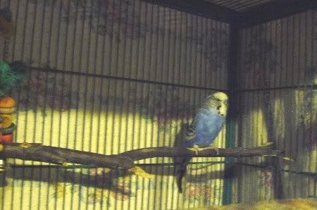 P1000169merlincage2_450x298.jpg