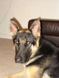 thSonnyOnyx-1108005atfostercare6.jpg