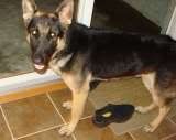 thSonnyOnyx-1108009atfostercare3.jpg