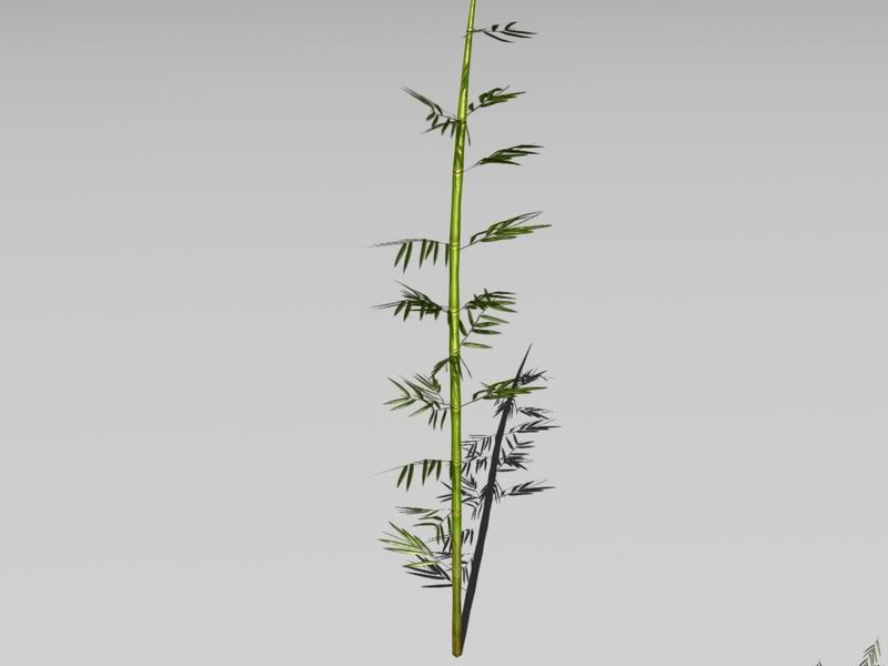i33.photobucket.com/albums/d52/alexk13/BambooRender7.jpg