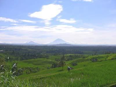 Jatiluwih #1 Jatiluwih #1