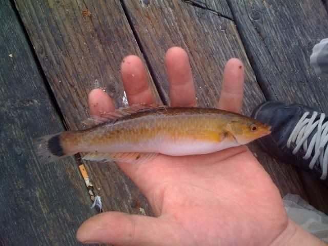 Baby Mackerel