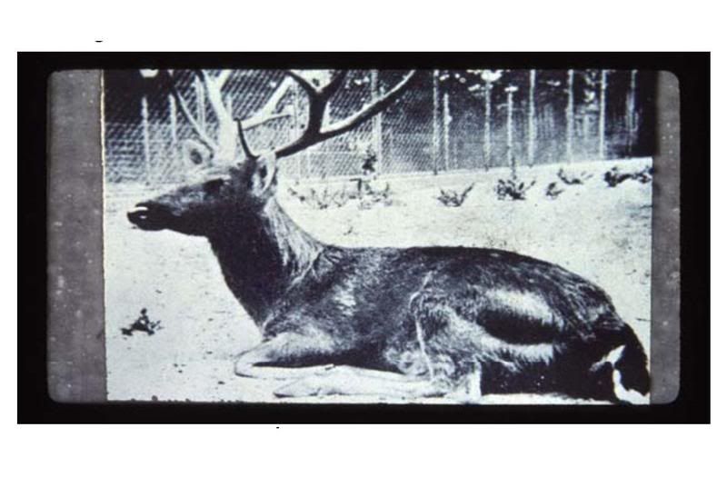 http://i33.photobucket.com/albums/d52/godino31/extinct%201/Cervusduvaucelii.jpg