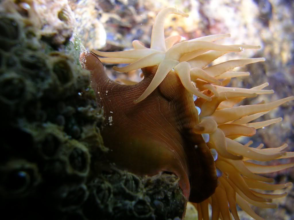 beadletanemonefeeding.jpg