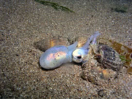 cuttlefishdinner.jpg