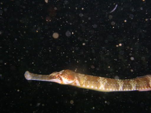 pipefish.jpg