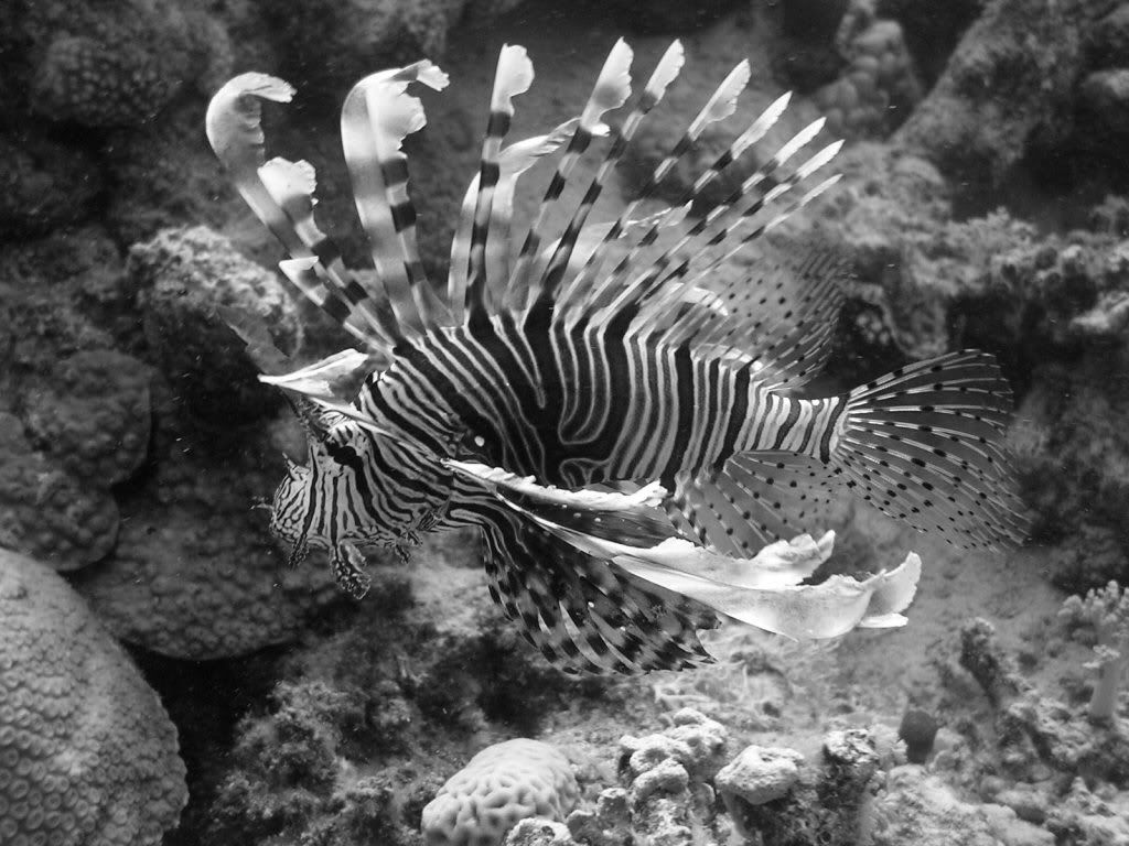 bnwlionfish.jpg