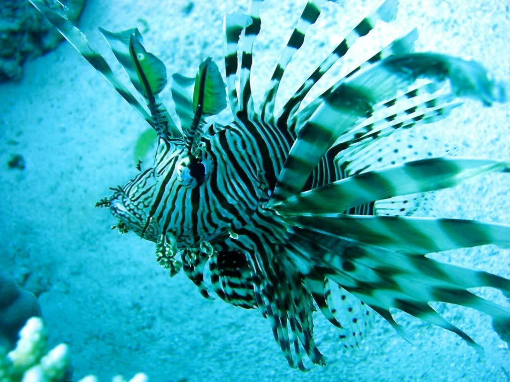 lionfish.jpg