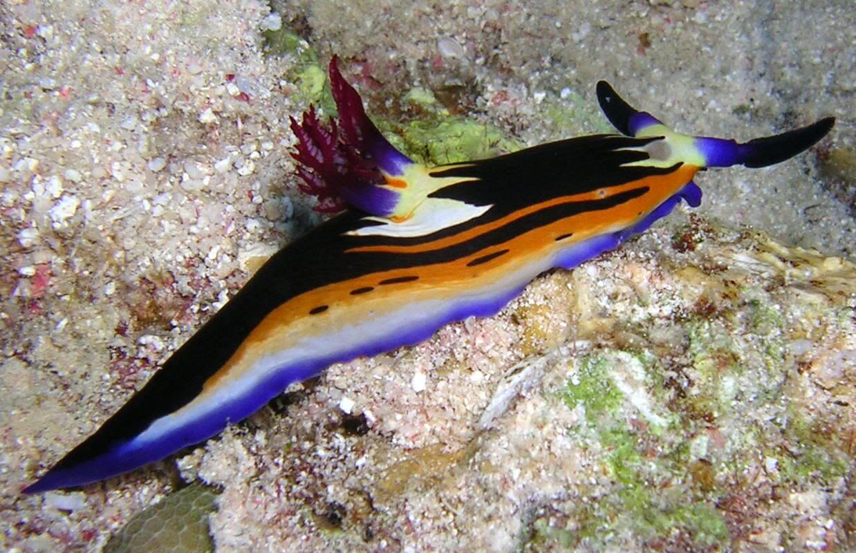 nudibranch1.jpg