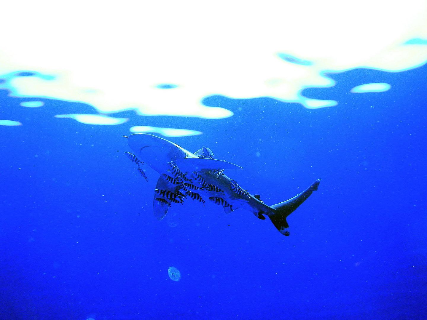 oceanicwhitetip.jpg