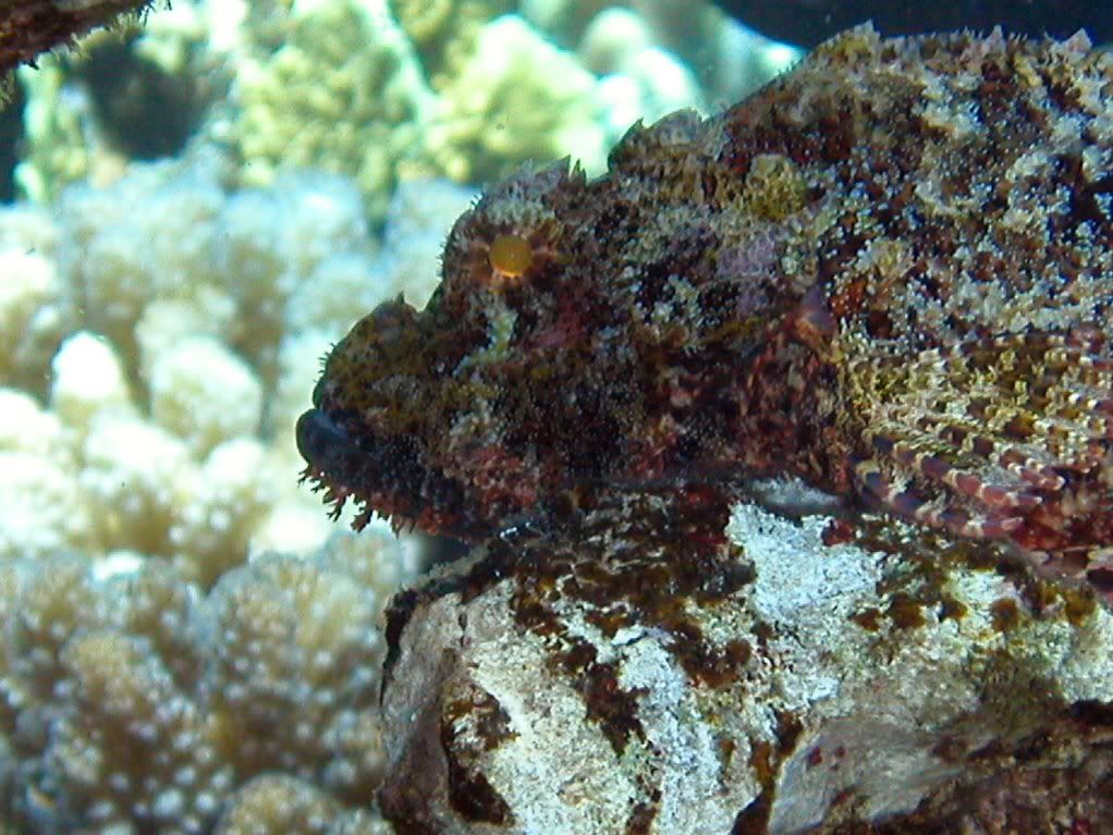 stonefish.jpg