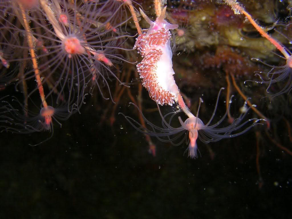 rednudi.jpg