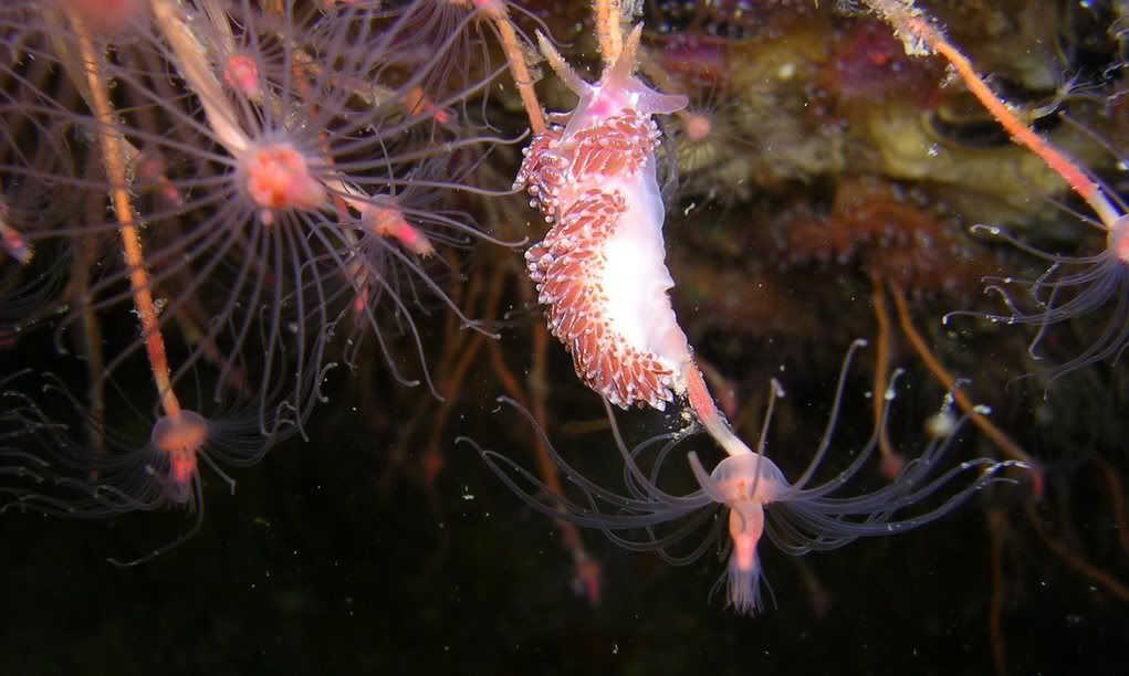 rednudi1.jpg