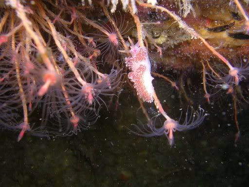 rednudi2.jpg