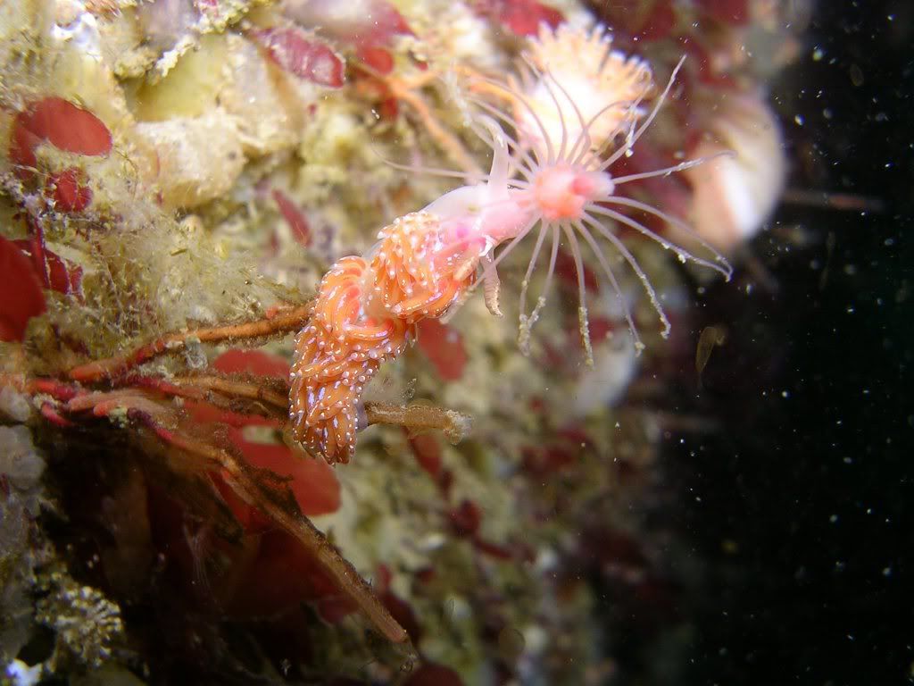 rednudi3.jpg