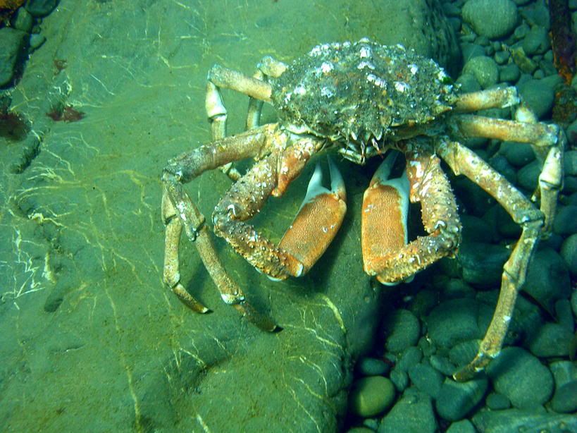 spidercrab.jpg