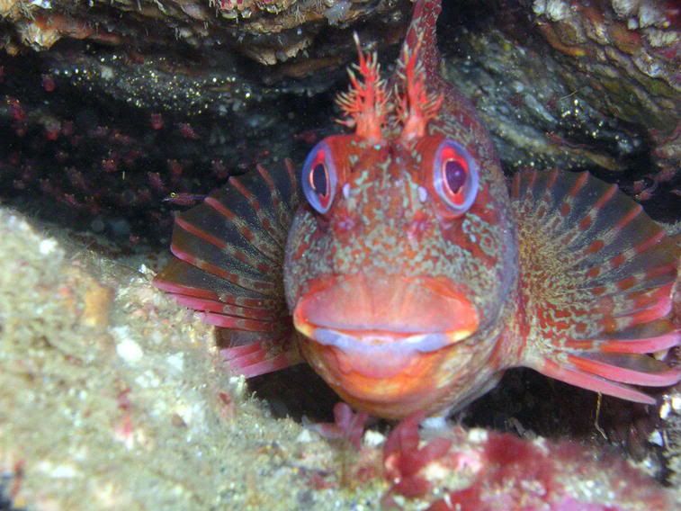 tompotblenny2.jpg