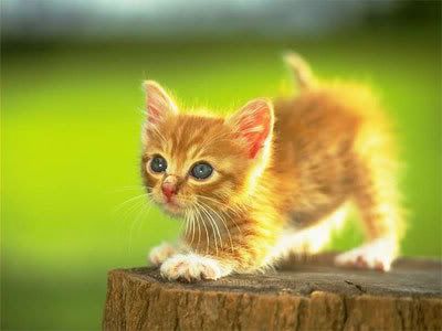 Cute Orange Kitten Pictures, Images and Photos