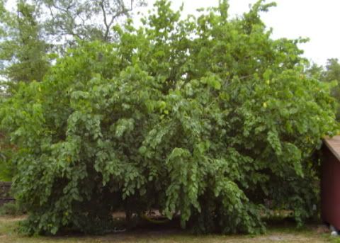 mulberry trees