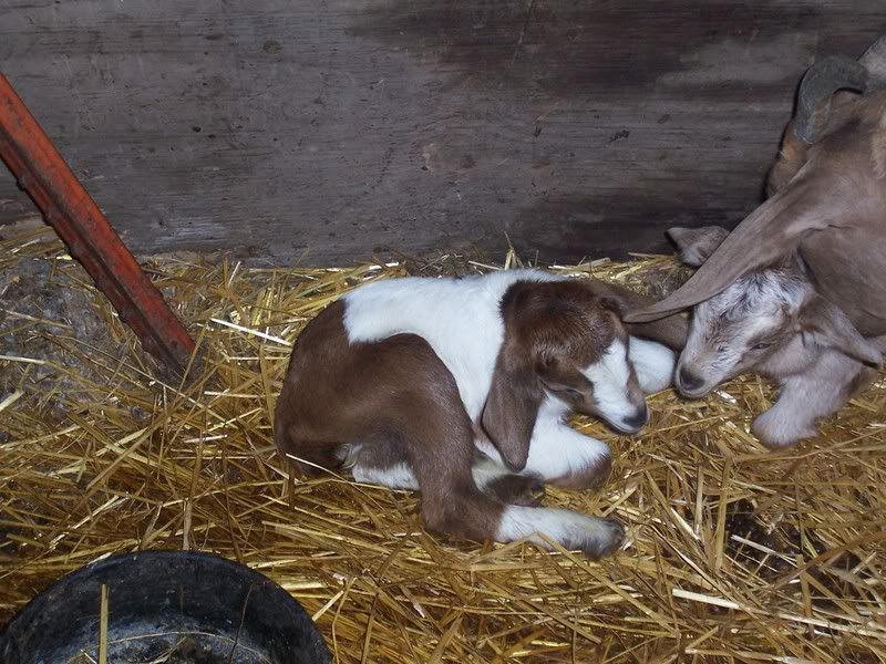 I'd like to present (pics) - Goats