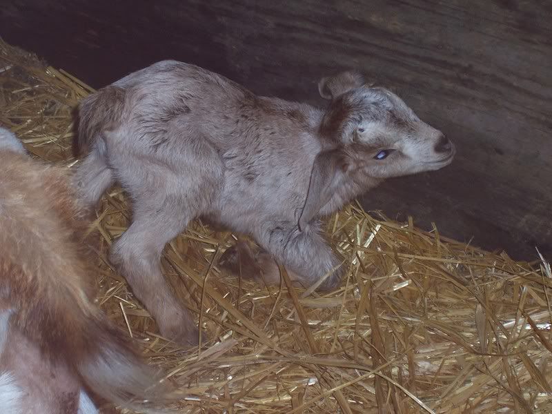 I'd like to present (pics) - Goats