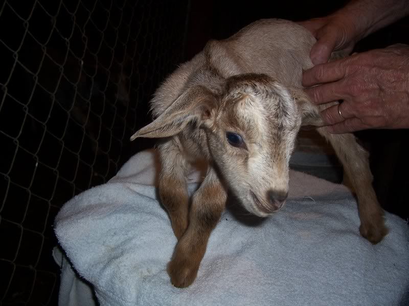 I'd like to present (pics) - Goats