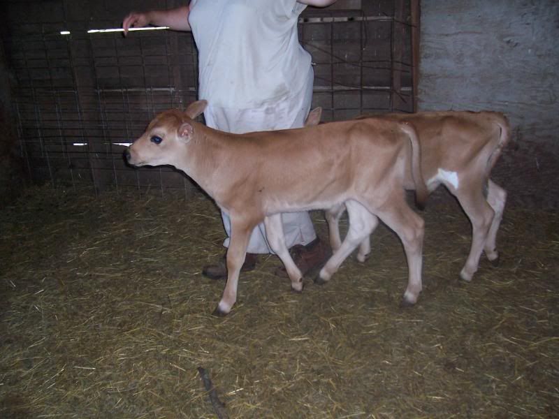 My 2 week old Jerseys! - Cattle