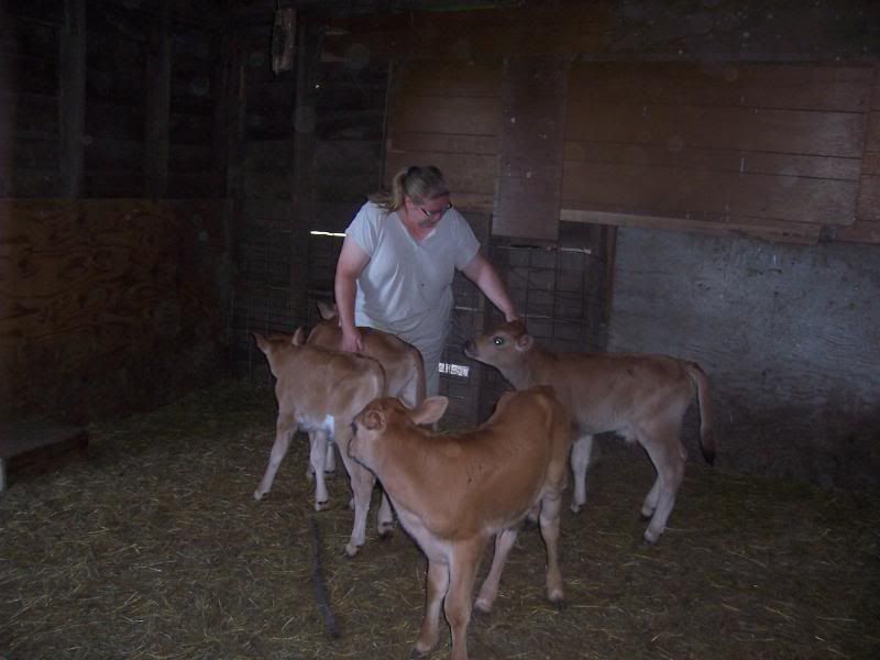 My 2 week old Jerseys! - Cattle