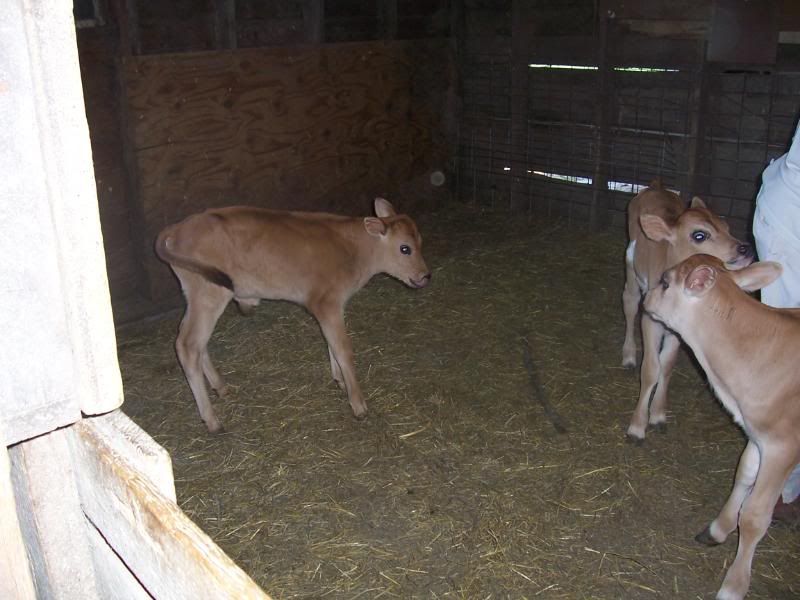 My 2 week old Jerseys! - Cattle