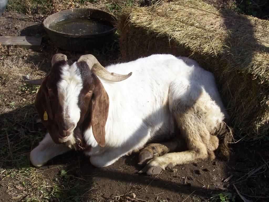 Here's Bonsai! - Goats