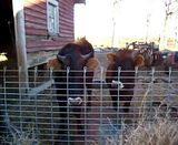 Dolly and Shaggy - Cattle