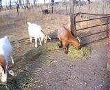 My goaties! - Video! - Goats